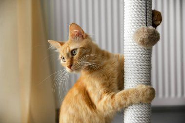 Kırmızı tekir kedicik tırmalama tahtasıyla oynuyor.