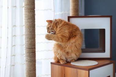 Neşeli kızıl kedi kedi Kedi mobilyasında kedi oyuncağının tadını çıkarıyor