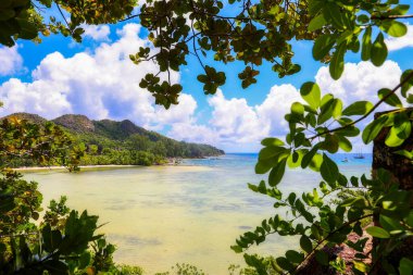 Yeşillik ve berrak sularla tropik sahil manzarası