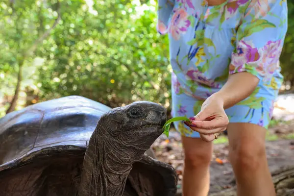 Seyşeller 'de dev bir kaplumbağayı besleyen kadın.