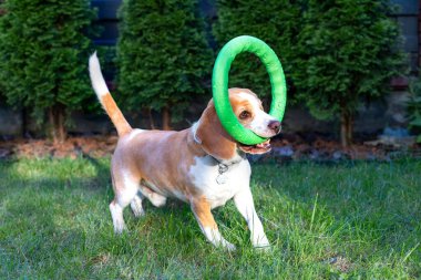 Mutlu Beagle Köpeği Dışarıda Yeşil Yüzükle Oynuyor