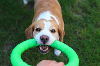 Mutlu av köpeği dışarıda yeşil oyuncak yüzükle oynuyor.