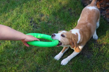 Mutlu av köpeği yeşil oyuncak yüzükle oynuyor açık havada adamla