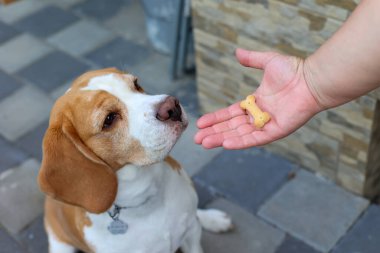 Tatlı Beagle köpeği ödül alıyor.