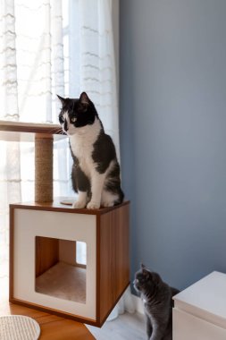 Pencere kenarındaki kedi mobilyalarının üzerinde dinlenen iki kedi.