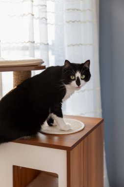Modern kedi mobilyaları üzerinde zarif siyah beyaz kedi