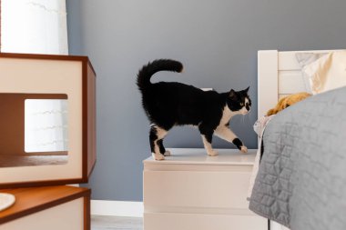 Meraklı kedi beyaz şifoniyerin üzerinde dururken yatak odasını keşfeder..