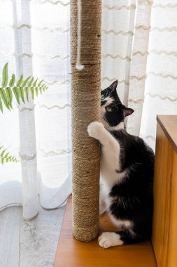 Siyah beyaz kedi pençelerini pencere kenarındaki bir tırmalama direğinde keskinleştirir.