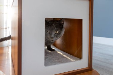 Kedi Evi 'nden Gizlice Bakan Gri Kedi