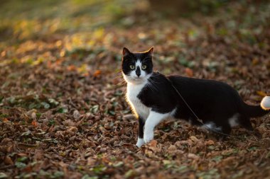 Güzel bir Siyah ve Beyaz Kedi Açık havada