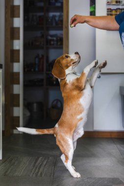 Beagle Dog Mutfakta Bir Muamele İçin Ayağa Kalktı