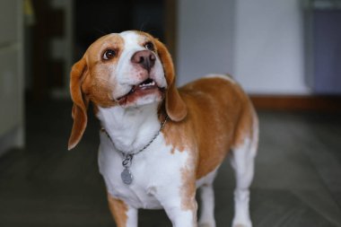 Meraklı bir Beagle köpeği yukarı bakıyor