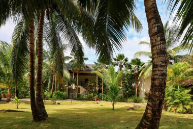 Palmiye ağaçları ve tatil köyü olan Tropikal Cennet