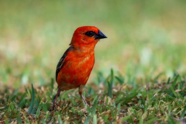 Çimenlere tünemiş canlı Kızıl Fody Kuşu