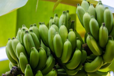 Ağaçta olgunlaşmamış muzlar, hasat edilmeye hazır.