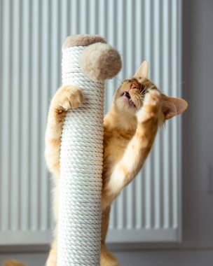 Kızıl kedi şakacı pençeler ve tırmalama direğinde gerinerek kedi eğlencesinin tadını çıkarıyor..