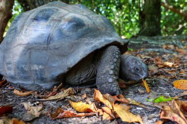 Dev Aldabra Kaplumbağa Doğal Yaşam Alanında Otlanıyor