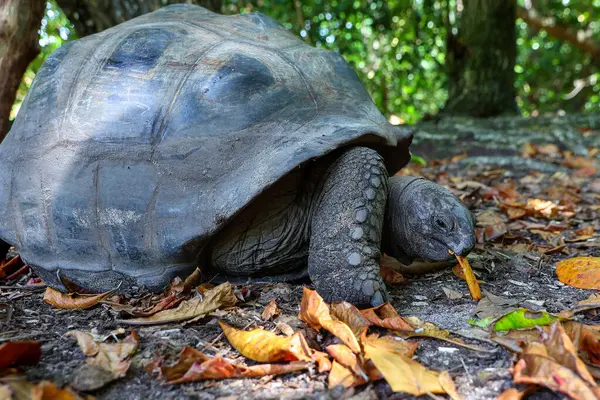 Dev Aldabra Kaplumbağa Doğal Yaşam Alanında Otlanıyor