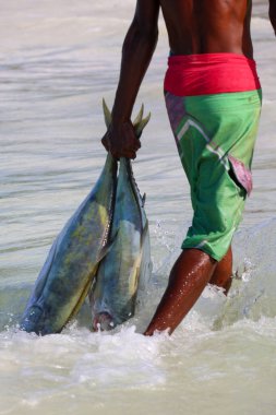 Balıkçı kadın sahilde büyük balıklar taşıyor.
