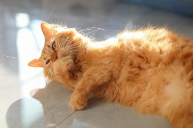 Tüylü kızıl kedi yerde yatıp patisini yalıyor.