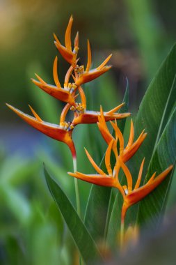 Grevdeki Turuncu Cennet Kuşu Çiçek açıyor