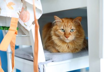 Sandalyeye kurulmuş turuncu kedi