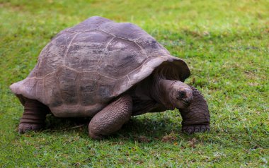 Aldabra dev kaplumbağası çimenlerde otluyor.