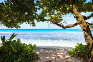 Bereketli yeşillik ve turkuaz sularıyla tropik sahil manzarası