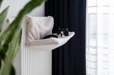 Pencerenin yanındaki radyatörde dinlenen rahat kedi.