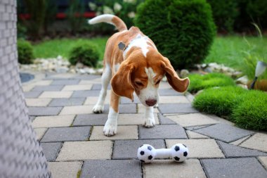 Verandada oyuncağı olan bir av köpeği.