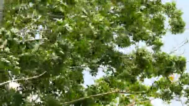 強力な嵐は夏の風のために木の頂上を泳いでいます 恐ろしい木のスイング — ストック動画