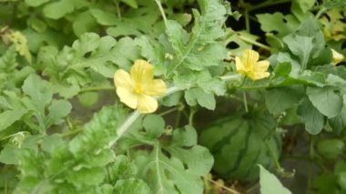 Karpuz bahçesindeki karpuz yapraklarını ve çiçekleri kapat..