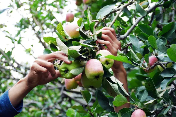 Farmer picking organic apples hanging on tree branches in an apple orchard. Typical apples from Malang, Indonesia.