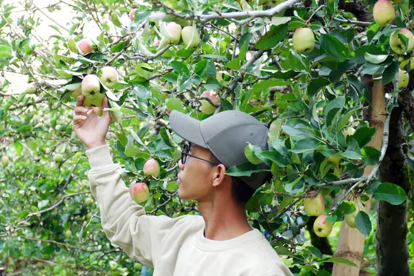Farmer picking organic apples hanging on tree branches in apple orchard. Typical apples from Malang, Indonesia