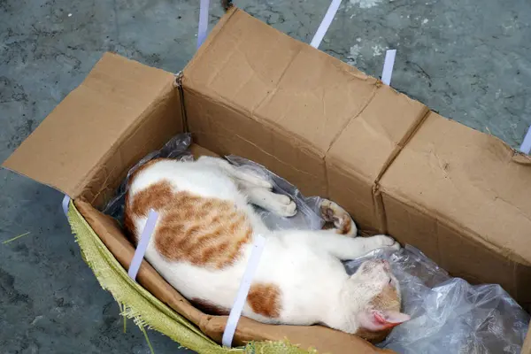 A poor orange white cat sleeps in a cardboard box, a ginger cat is thrown away by its owner in a cardboard box.