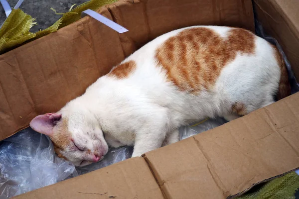 A poor orange white cat sleeps in a cardboard box, a ginger cat is thrown away by its owner in a cardboard box.