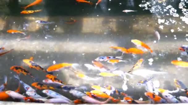 Nishikigoi橙色淡水观赏鱼河流池塘 亚洲科伊养殖池塘 观赏鱼色彩艳丽 — 图库视频影像