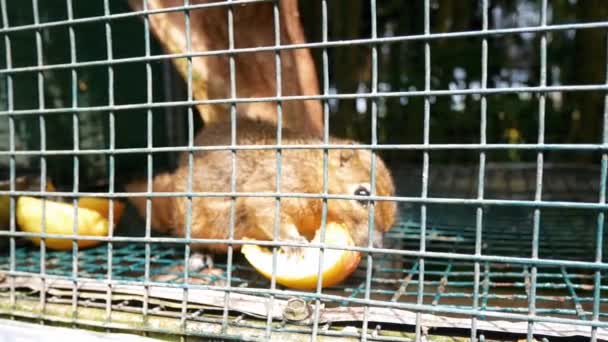 Roodharige Eekhoorns Een Kooi Spelen Eten Fokpark Van Eekhoorns — Stockvideo