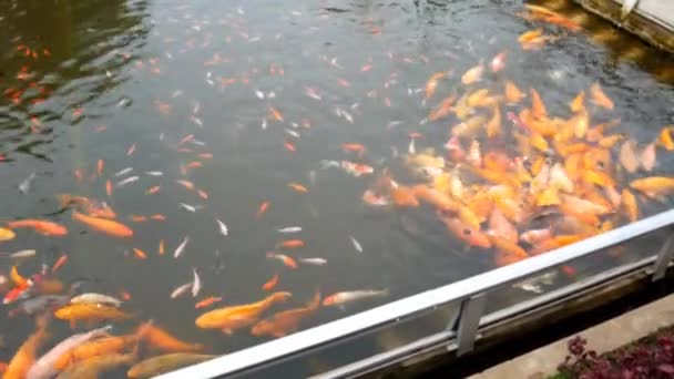 Nishikigoi Pomarańczowy Słodkowodny Ozdobny Staw Rzeczny Ryb Azjatycki Staw Uprawny — Wideo stockowe