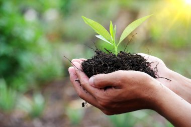 Genç bir bitki elinde. Güneş ışığı etkisiyle genç bir ağacı doğal bir zemine dikmek. Yeşil Dünya Günü kavramı