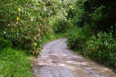Ormanın ortasında yeşil çalılar ve yapraklarla çevrili gizemli bir yol. Mistik ve sessiz bir atmosfer..