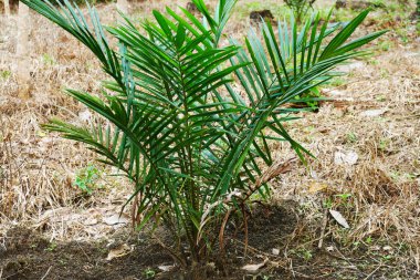 Genç palmiye ağaçları zayıf ve yetersiz beslenmiş görünüyor.