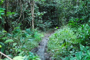Ormanın ortasında yeşil çalılar ve yapraklarla çevrili gizemli bir yol. Mistik ve sessiz bir atmosfer..