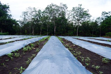 Endonezya 'nın Güney Sumatra bölgesinde tarımsal plastikle kaplı uzun sırtları olan büyük bir alan..