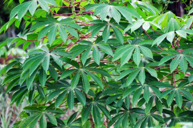 Yeşil manyok yaprakları arka planda. Cassava yaprağı bitkisi. Cassava yapraklarının yakın çekimi.