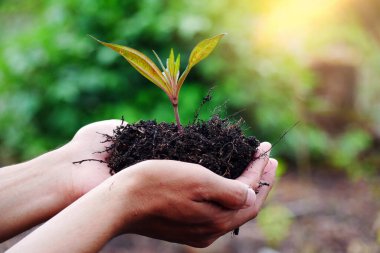 Genç bir bitki elinde. Güneş ışığı etkisiyle genç bir ağacı doğal bir zemine dikmek. Yeşil Dünya Günü kavramı