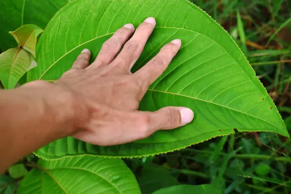 Man\'s hand touching wet wild tropical leaves after rain. The concept of the relationship between nature and humans. Male arm touching wet tropical leaves after rain