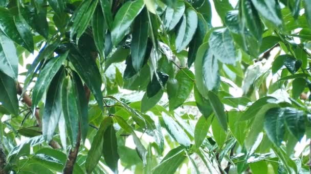 Grüne Blätter Mit Regentropfen Regenwaldatmosphäre — Stockvideo