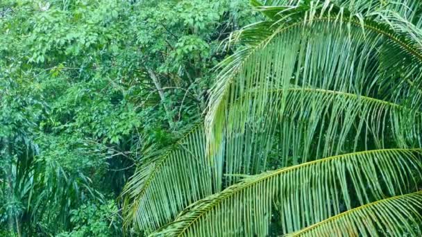 Woda Deszczowa Spada Liście Kokosowe Krople Deszczu Liści Kokosowych Liście — Wideo stockowe