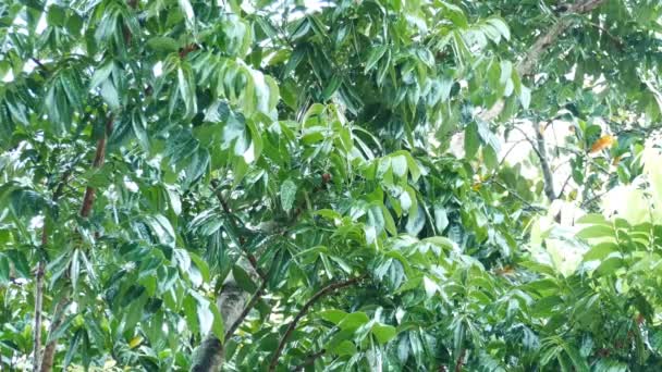 Hojas Verdes Con Gotas Lluvia Ambiente Selva Tropical — Vídeos de Stock